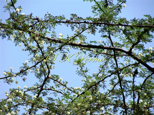  Flowering branches